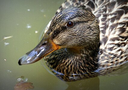 Mallard duck nature water surface
