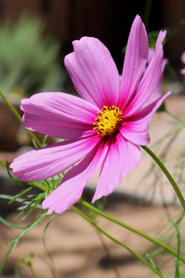 Floral nature bloom