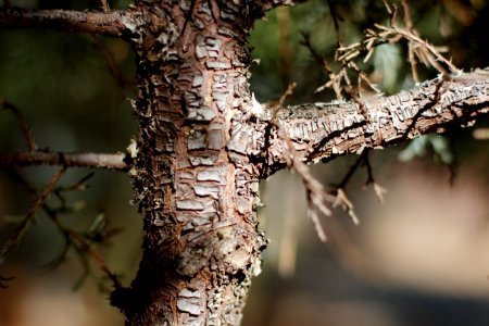 Texturely Juniper