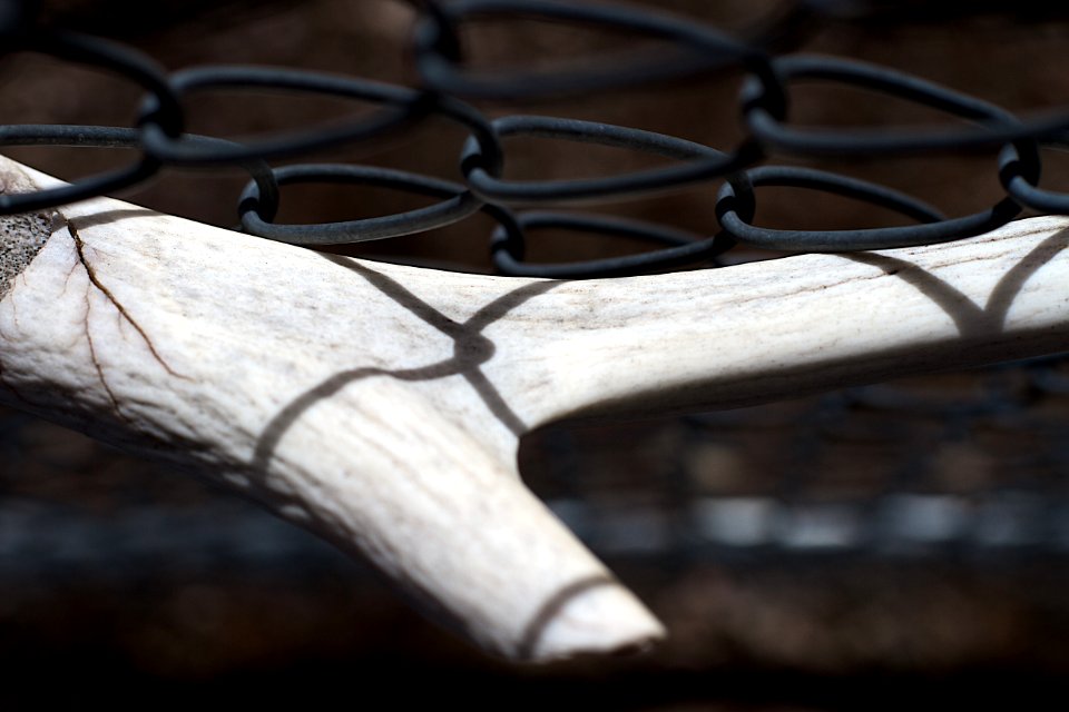 Fence on Bone