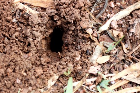 Gopher Holes!
