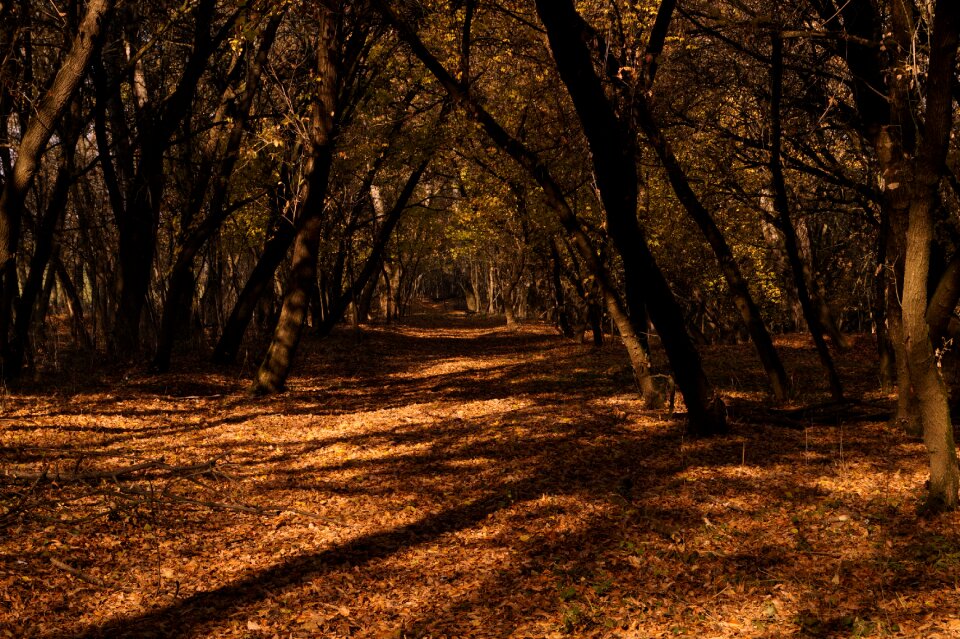Walk forest wood