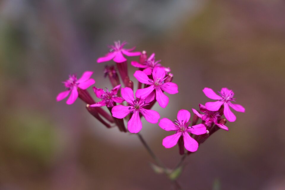 Spring purple flower