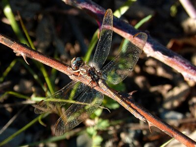 Branch insect river