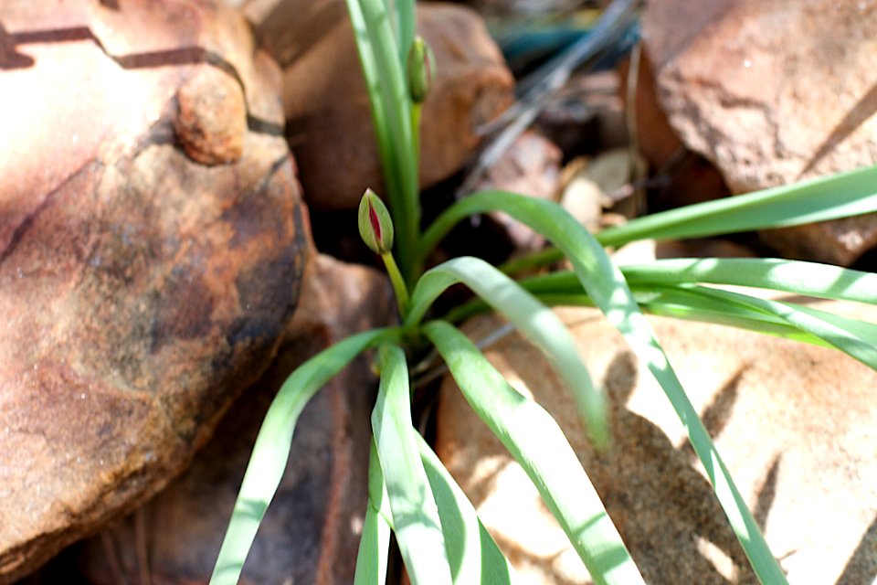 Looking Hard to Find the First Flower Signs