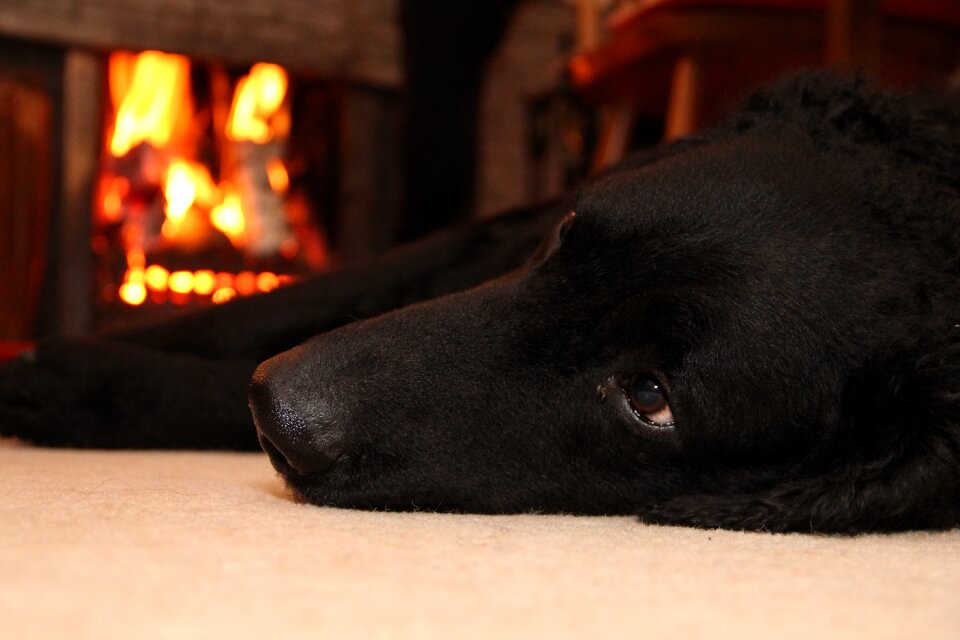 Animal flame fireplace