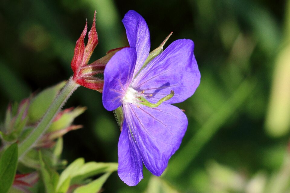 Purple macro public record