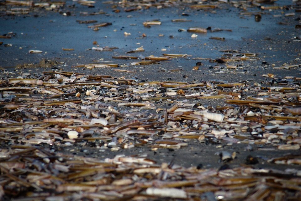 Shells beach coast