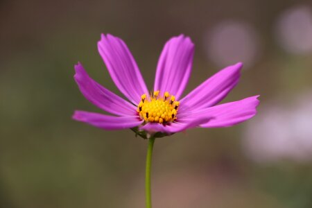 Natura flower lilac