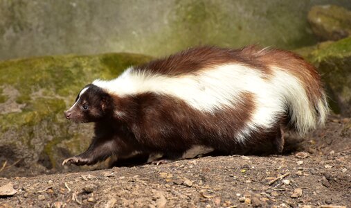 Animal zoo fur