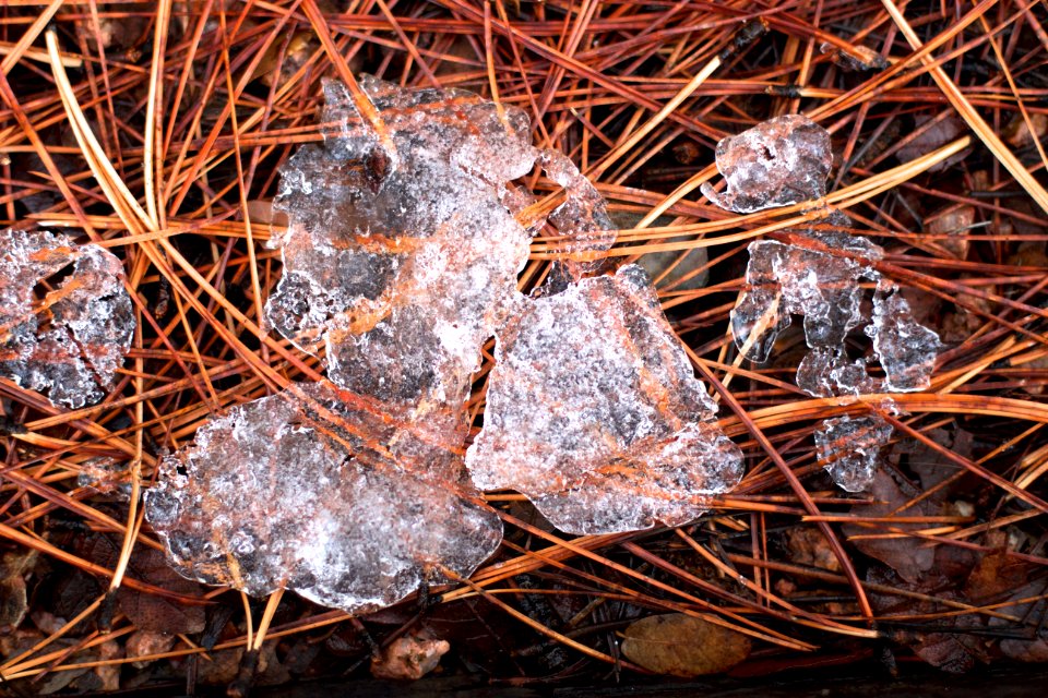 Ice on Pine Needles