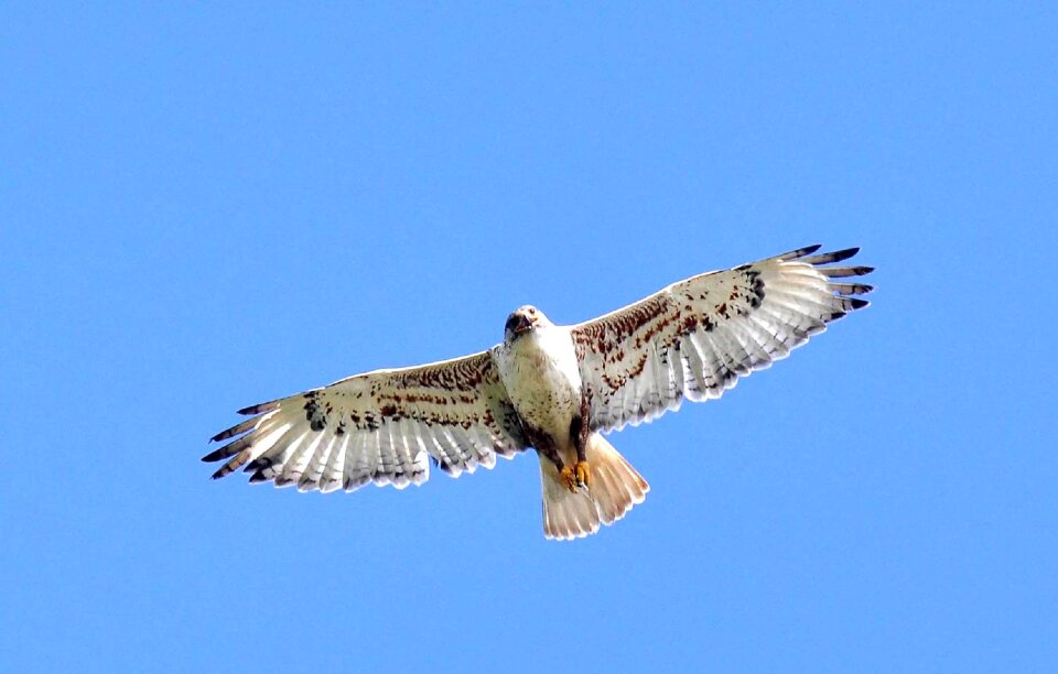 Raptor wildlife nature