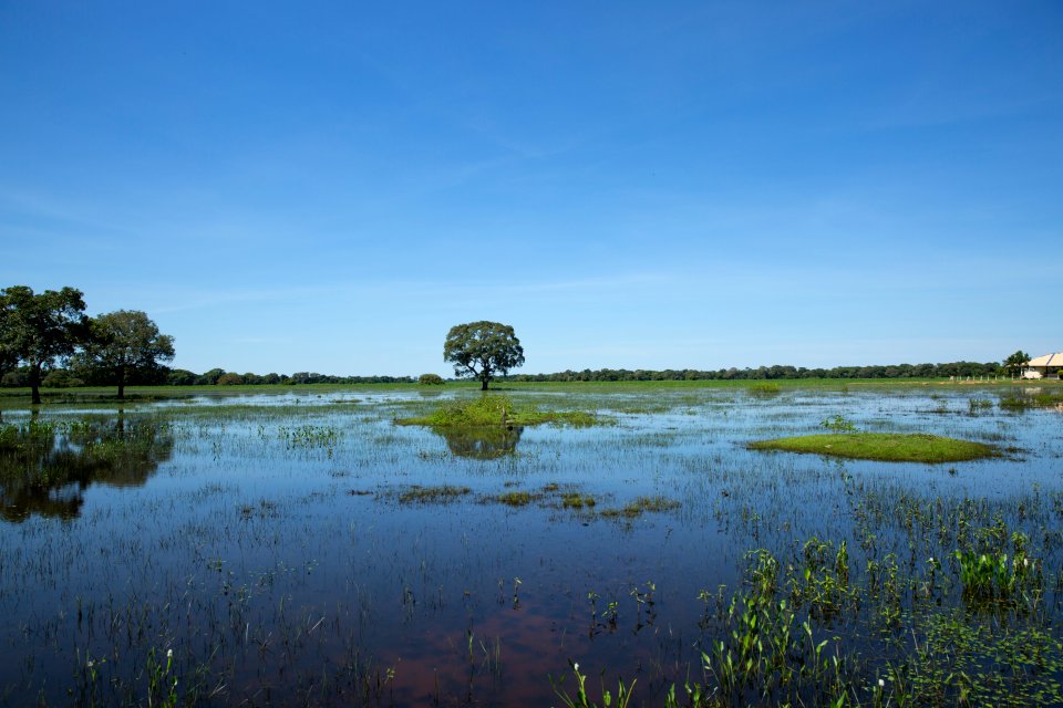 Flávio André Pantanal Poconé MT