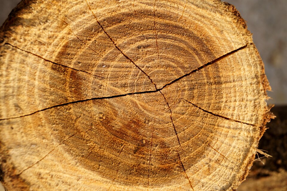 Brown heartwood crack