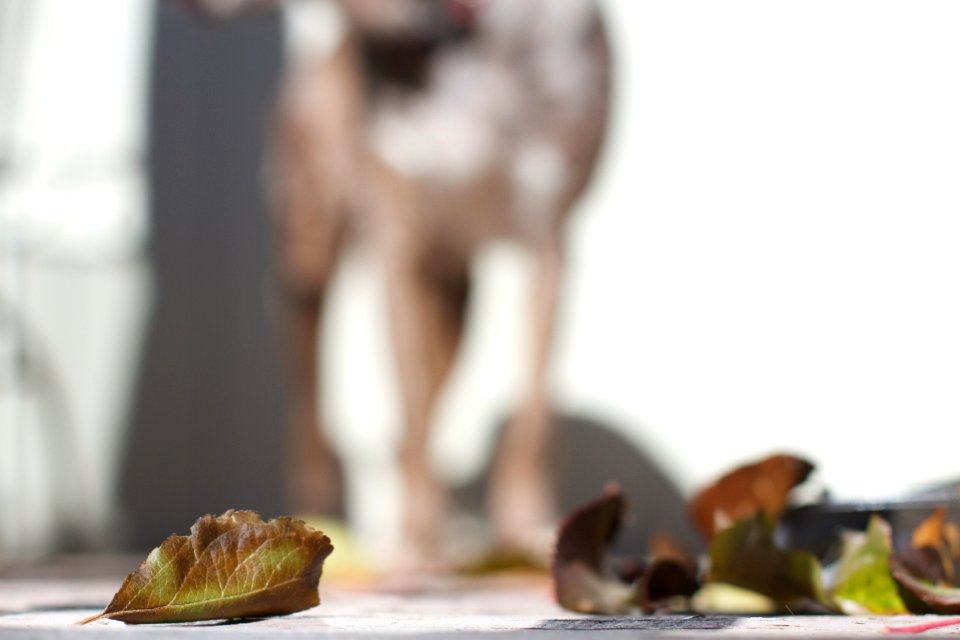 Leafy Foreground, Canine Background