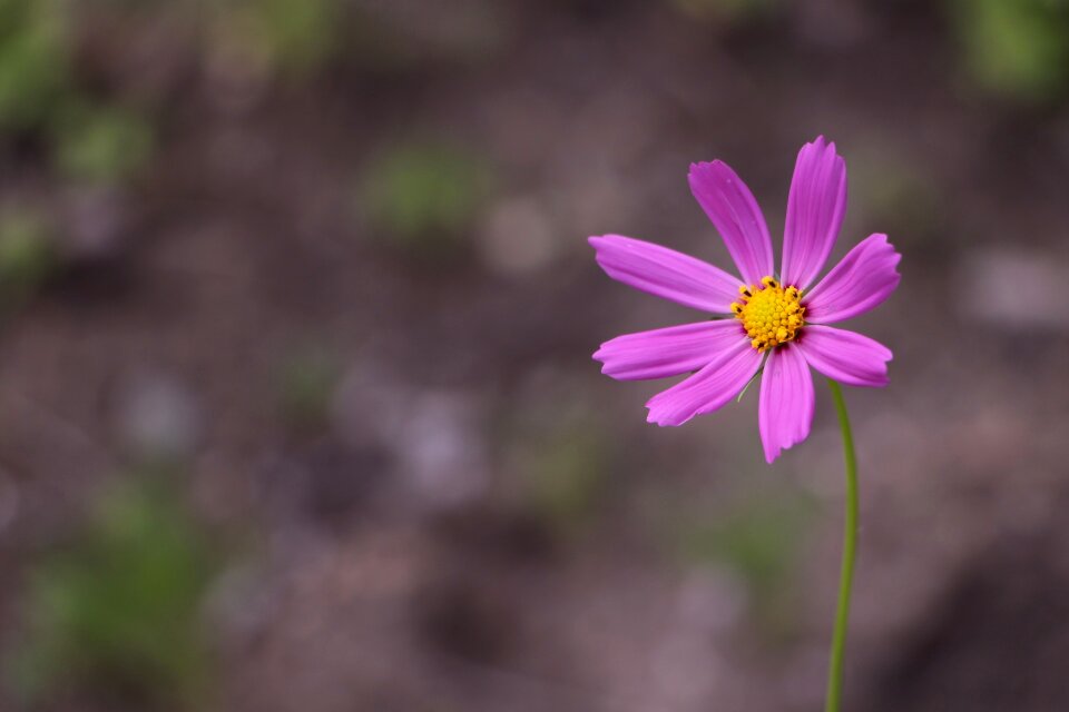Natura flower lilac