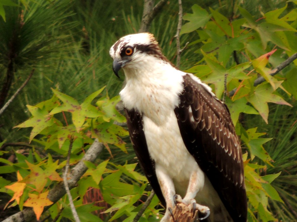 Resting OSPREY