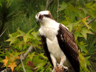 Resting OSPREY