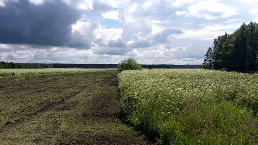 Palanga meadow flowers horizon