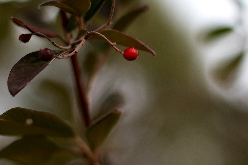 One Lonely Clusterberry