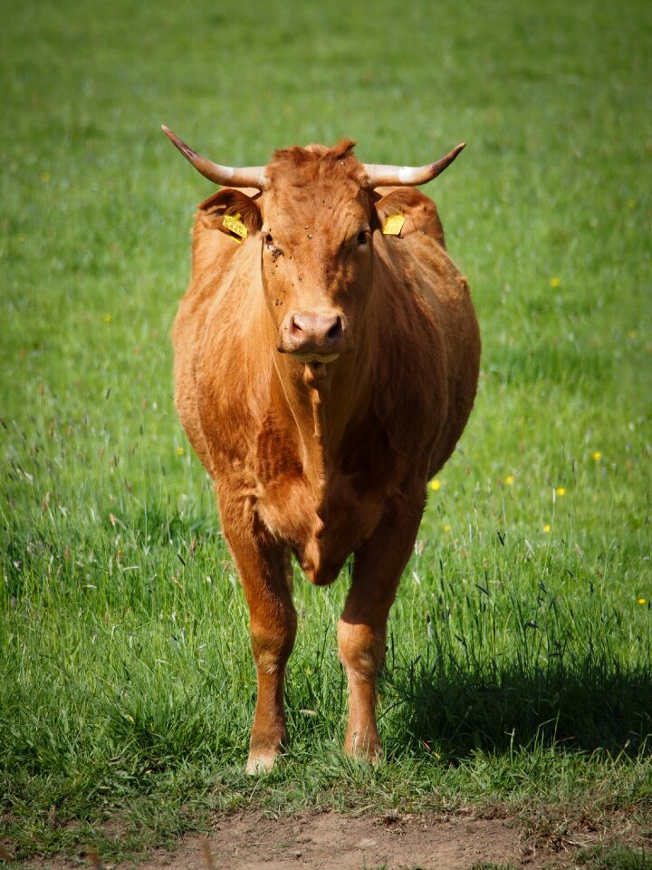 Nature cattle green photo