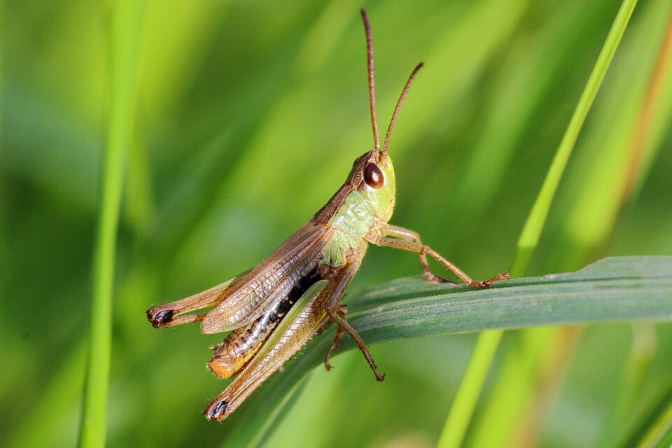 Close up macro nature photo