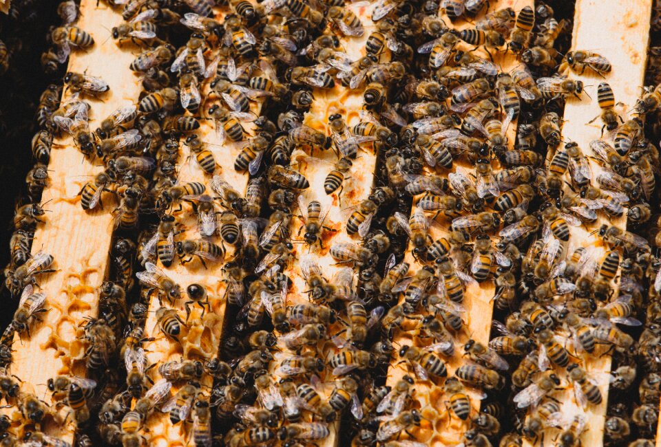 Beehive beekeeping beekeeper