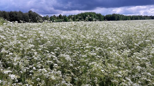 Palanga meadow flowers horizon