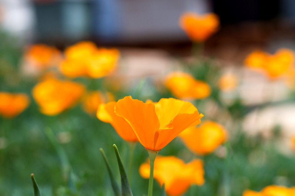 2018/365/117 The Poppy Wave
