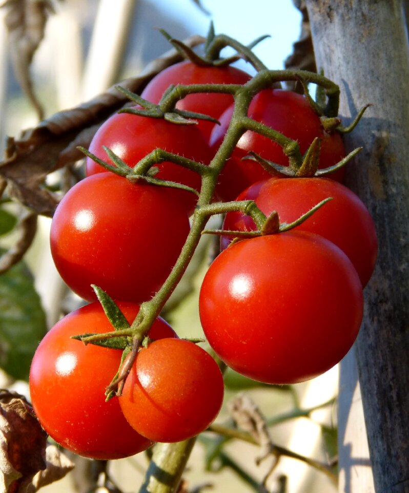 Tomatoes vine tomatoes ecological