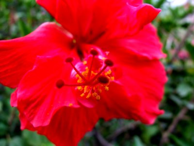 Red Hibiscus Flower-Taormina-Sicilia-Italy - Creative Commons by gnuckx photo