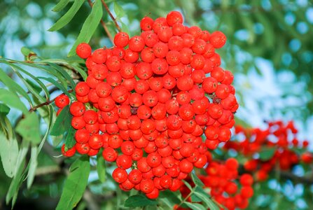 Fruits berries red photo