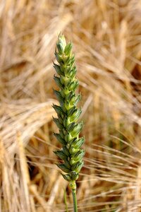 Barley brown cereals photo