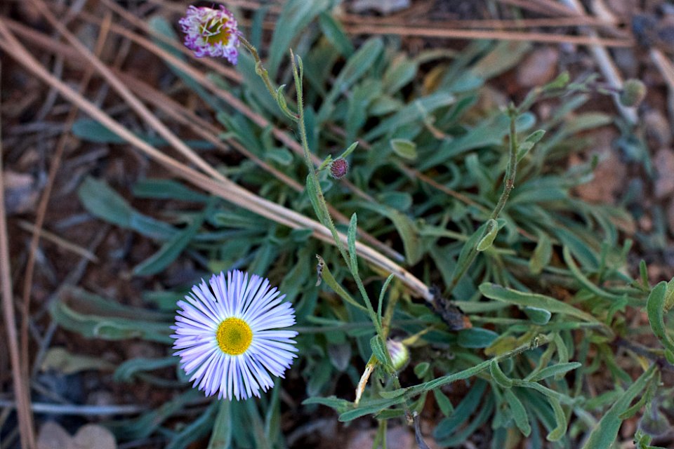 The Wildflowers Keep Coming