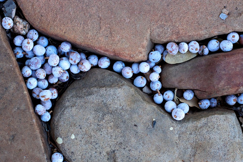 Juniper Berry Flow