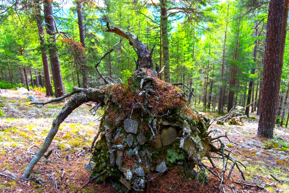 Norway forest tree