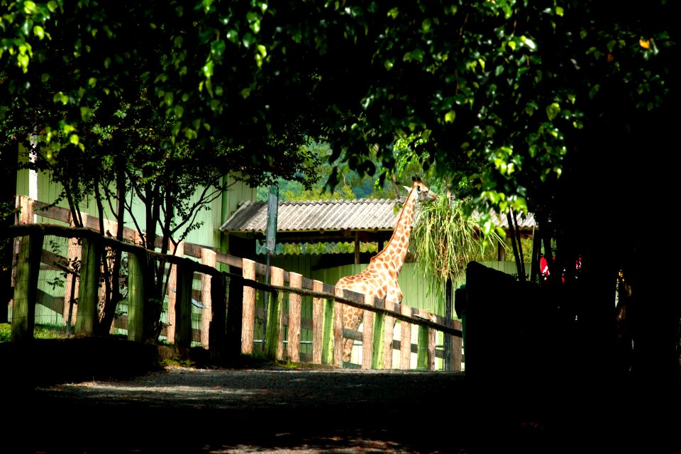 Renato Soares do Zoo de Pomerode SC