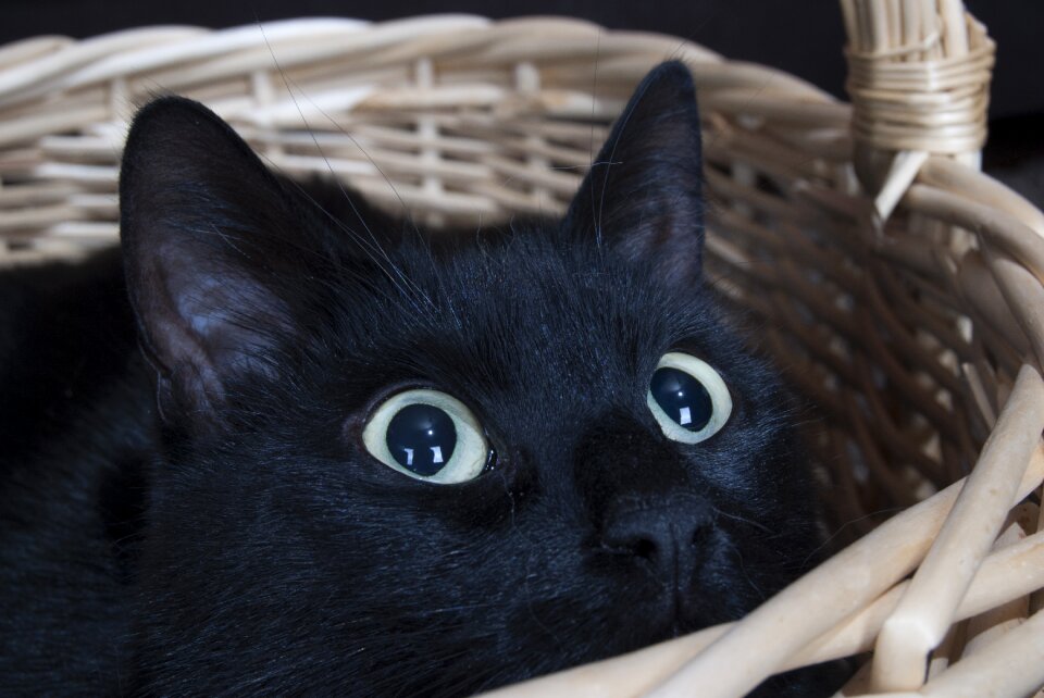 Cat pet animal