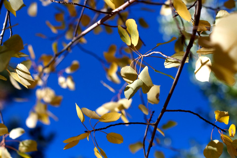 Under My Aspen Tree