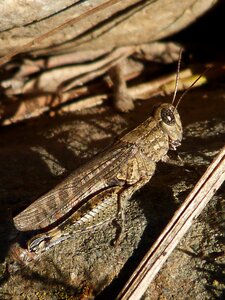 Grasshopper insect lobster