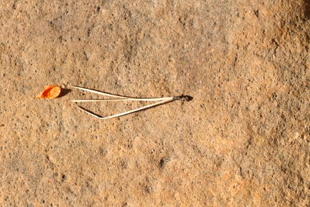 Nature Glyphs