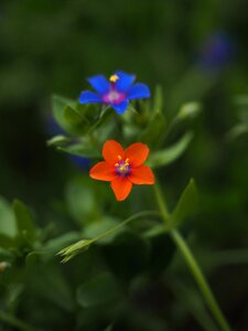Bloom blue raindrop