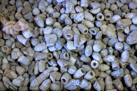 Whole Lotta Civil War Bullets