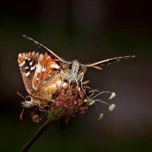 Wing pair close up