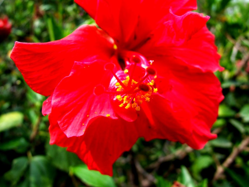 Red Hibiscus Flower-Taormina-Sicilia-Italy - Creative Commons by gnuckx