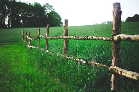 Country green nature photo