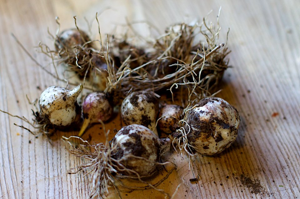 The Great Garlic Harvest of 2010