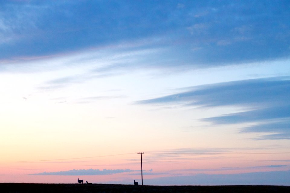 Llamas Are On the Far Horizon
