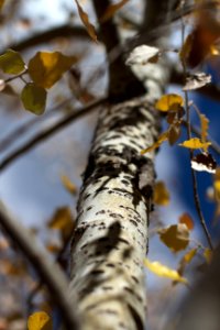 Poplar in Autumn