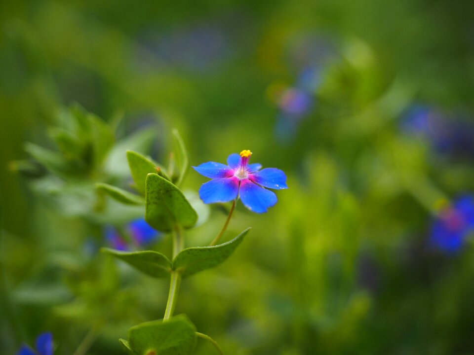 Bloom blue raindrop